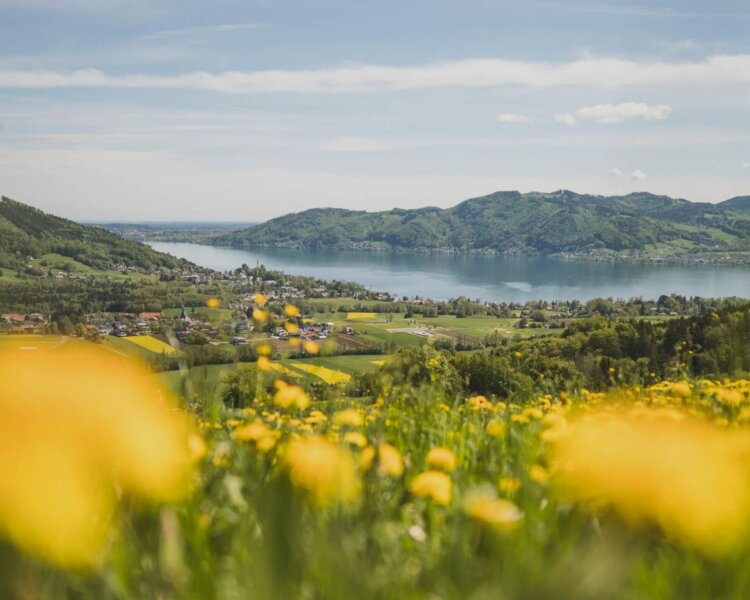 Blick auf das Hotel und den See, Blumenwiese